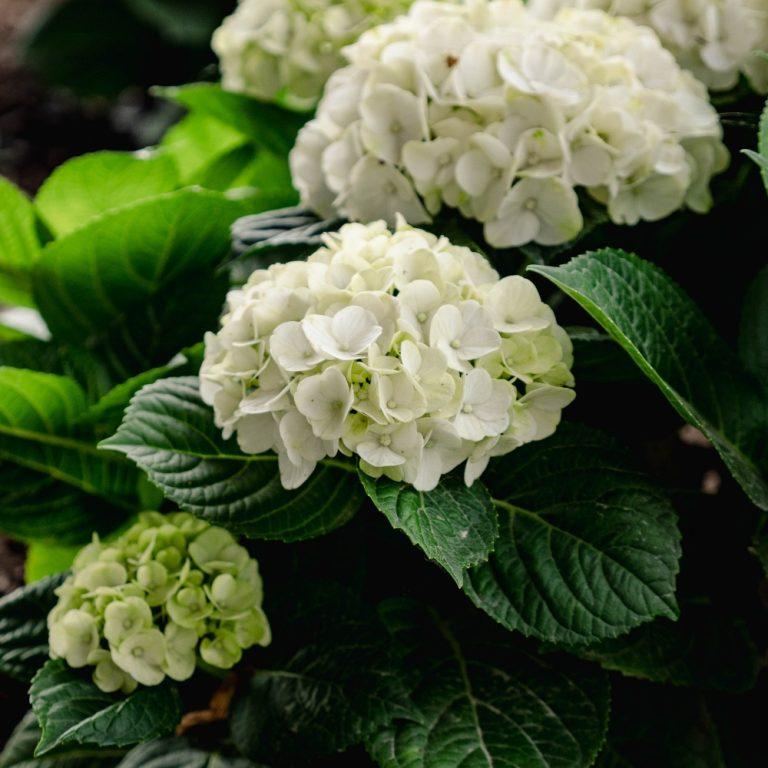 Hydrangea Macrophylla 'grin And Tonic' - View 5 from www redcrocus com