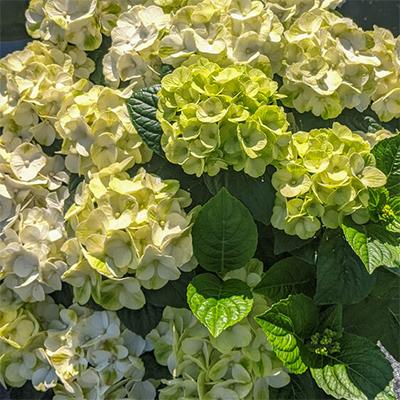 Hydrangea Macrophylla 'grin And Tonic' - View 6 from www redcrocus com