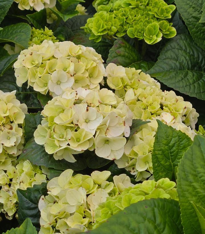Hydrangea Macrophylla 'grin And Tonic' - View 8 from www redcrocus com