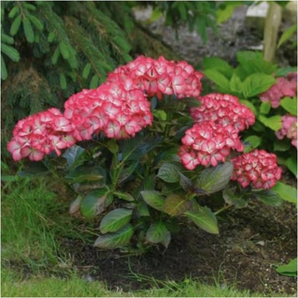 Hydrangea Macrophylla 'kimono' - View 10 from www redcrocus com