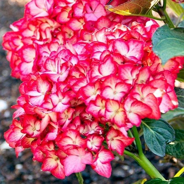 Hydrangea Macrophylla 'kimono' - View 13 from www redcrocus com