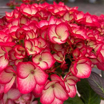 Hydrangea Macrophylla 'kimono' - View 14 from www redcrocus com