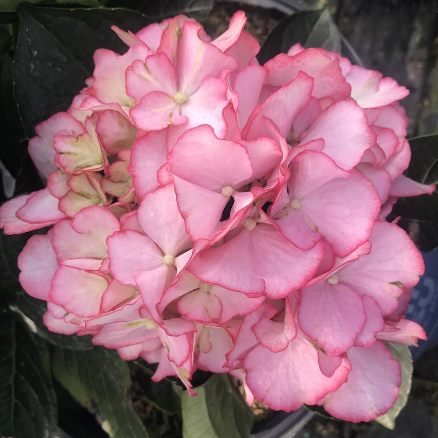 Hydrangea Macrophylla 'kimono' - View 15 from www redcrocus com