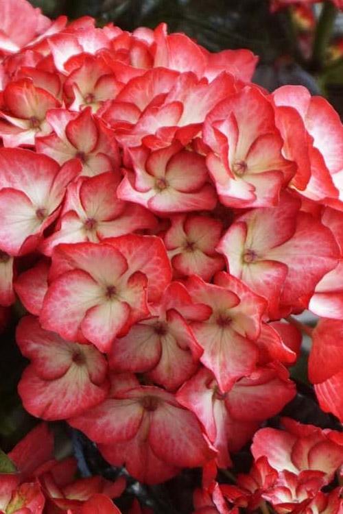 Hydrangea Macrophylla 'kimono' - View 17 from www redcrocus com