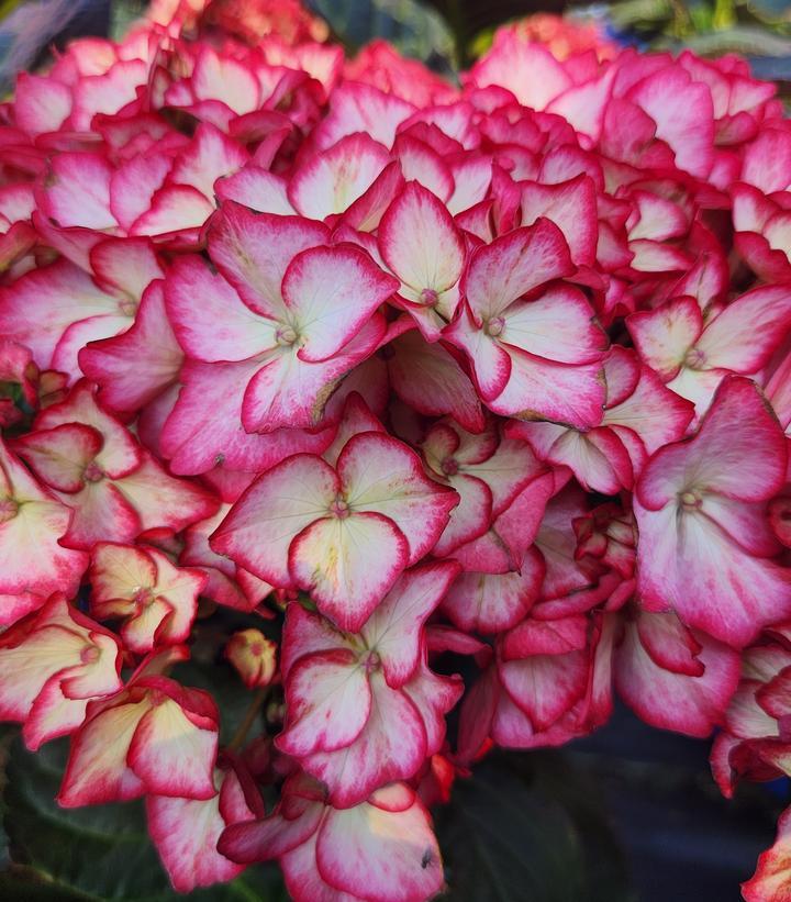 Hydrangea Macrophylla 'kimono' - View 18 from www redcrocus com