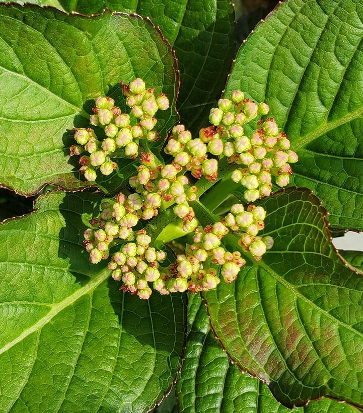 Hydrangea Macrophylla 'kimono' - View 19 from www redcrocus com