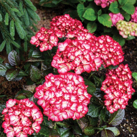 Hydrangea Macrophylla 'kimono' - View 1 from www redcrocus com
