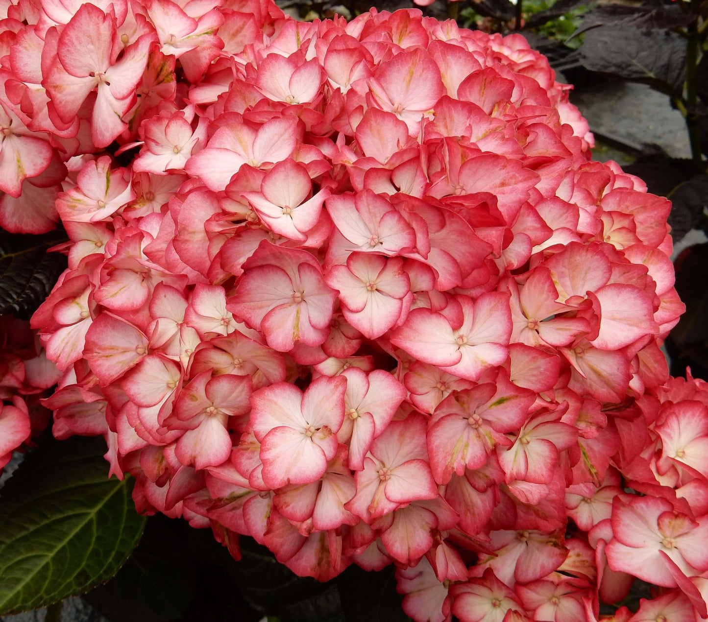 Hydrangea Macrophylla 'kimono' - View 2 from www redcrocus com