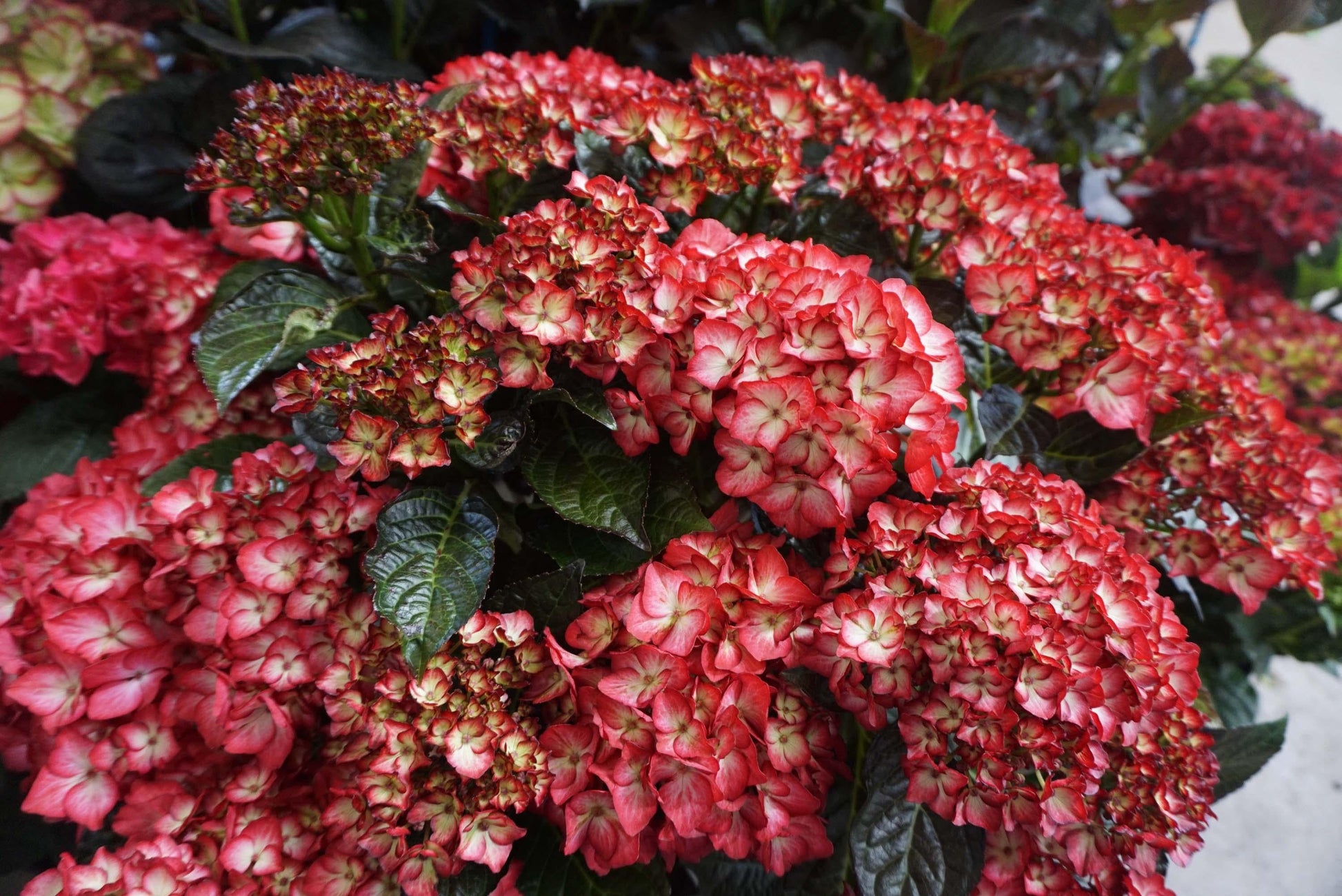 Hydrangea Macrophylla 'kimono' - View 4 from www redcrocus com