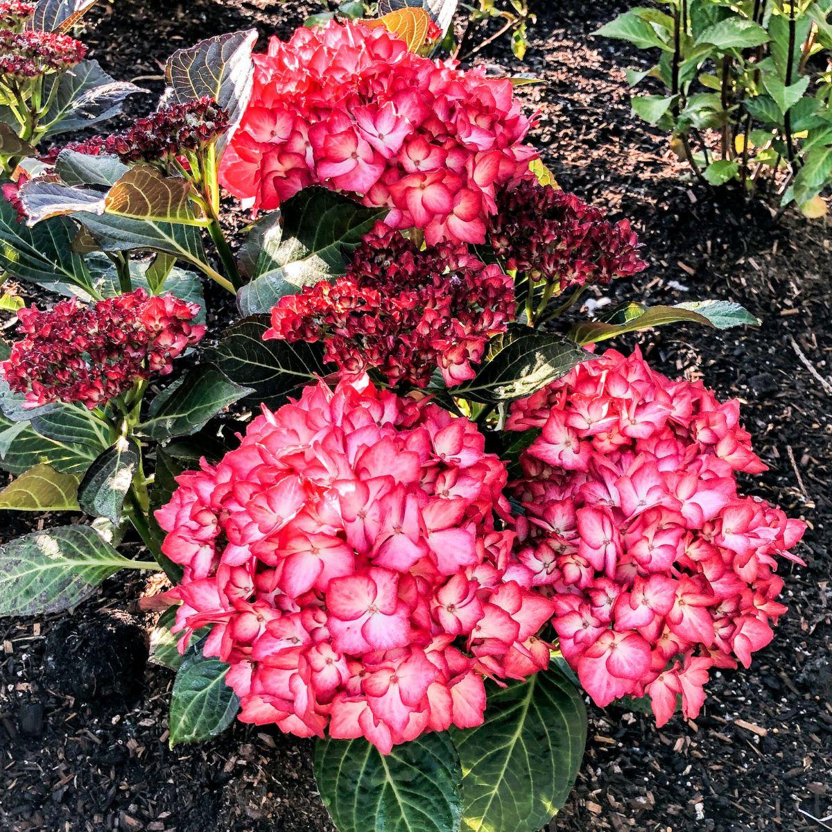 Hydrangea Macrophylla 'kimono' - View 7 from www redcrocus com