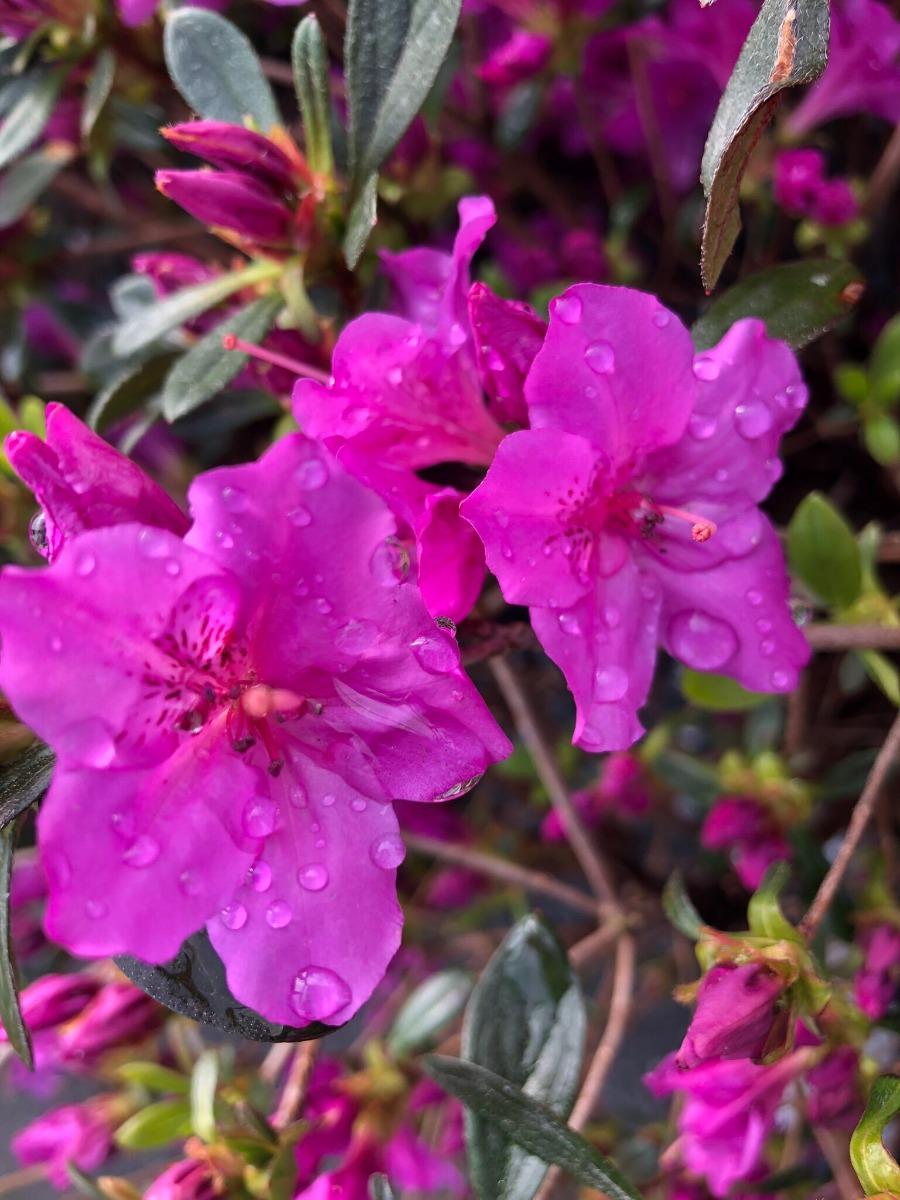 Azalea 'karen' - View 10 from www redcrocus com