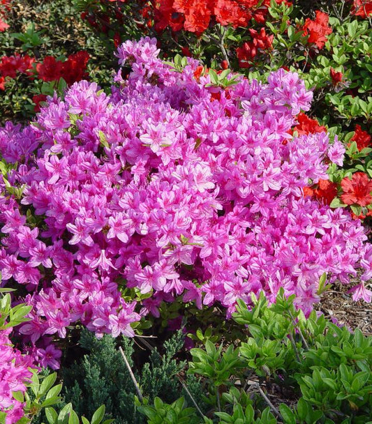 Azalea 'karen' - View 1 from www redcrocus com