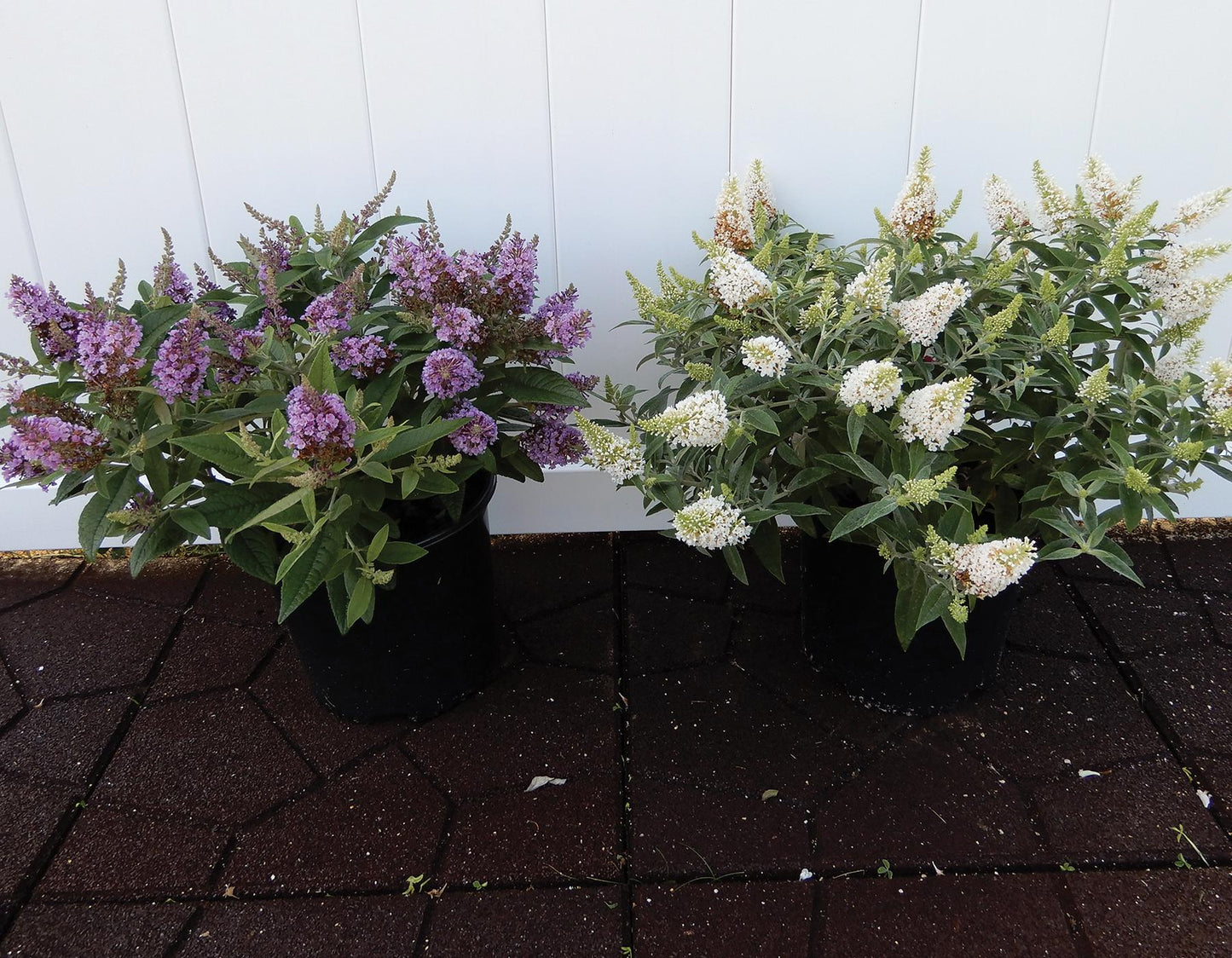 Buddleia Davidii 'dapper Lavender' - View 11 from www redcrocus com