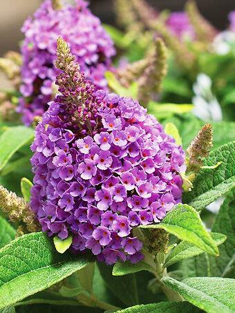Buddleia Davidii 'dapper Lavender' - View 12 from www redcrocus com