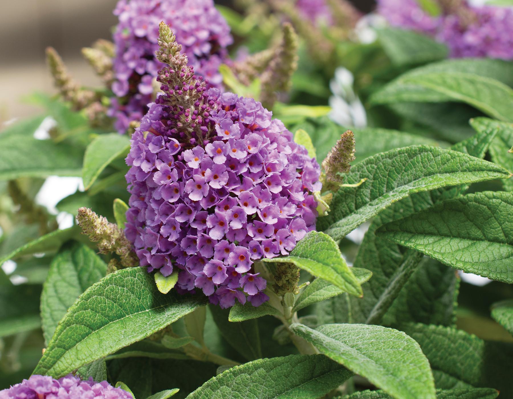 Buddleia Davidii 'dapper Lavender' - View 13 from www redcrocus com