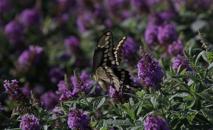 Buddleia Davidii 'dapper Lavender' - View 14 from www redcrocus com