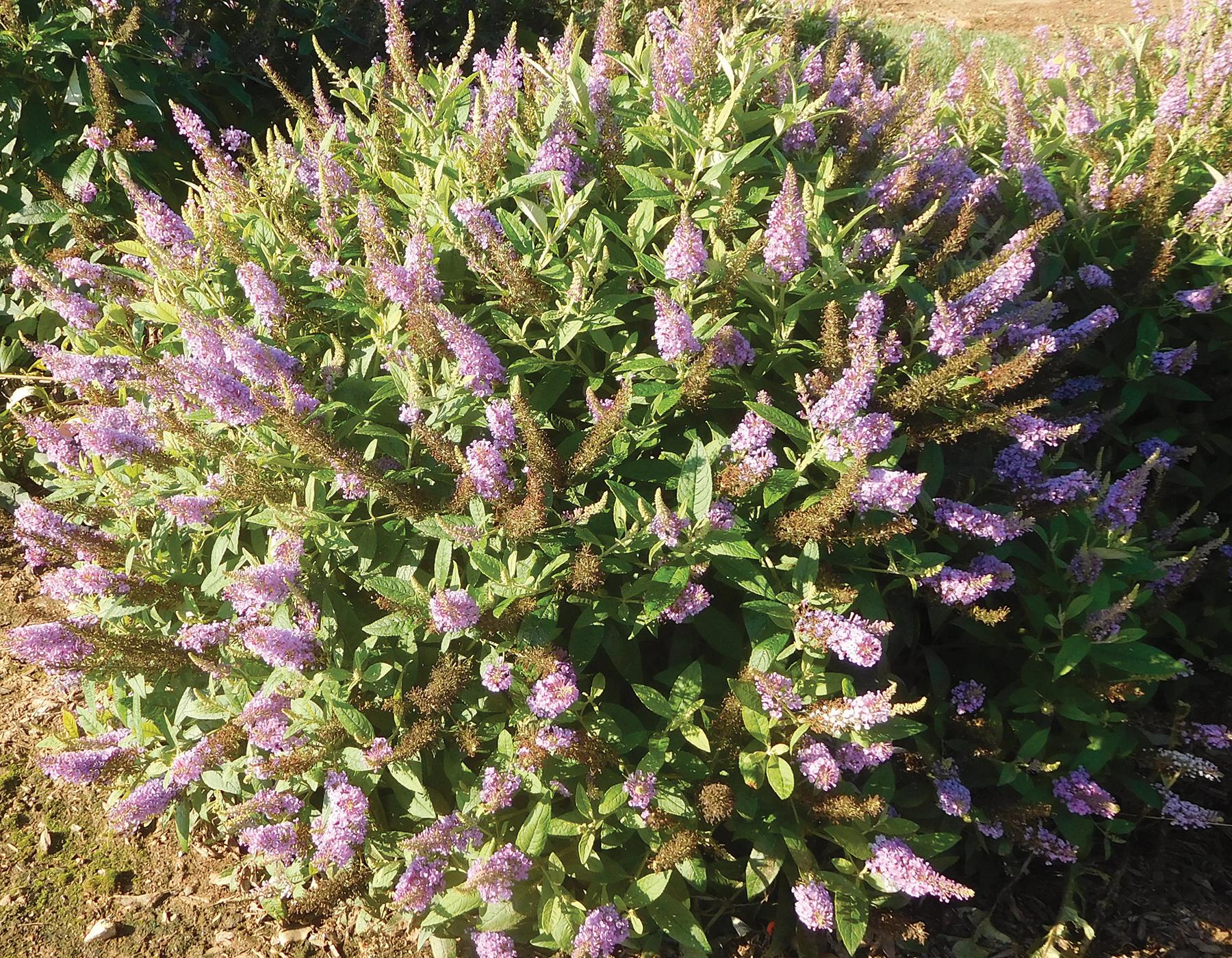 Buddleia Davidii 'dapper Lavender' - View 1 from www redcrocus com