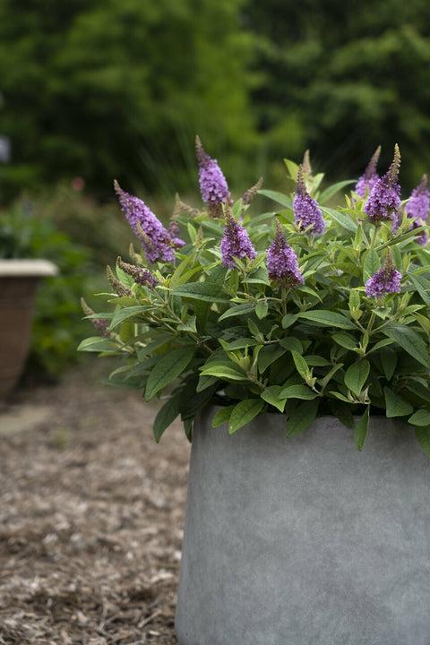 Buddleia Davidii 'dapper Lavender' - View 20 from www redcrocus com