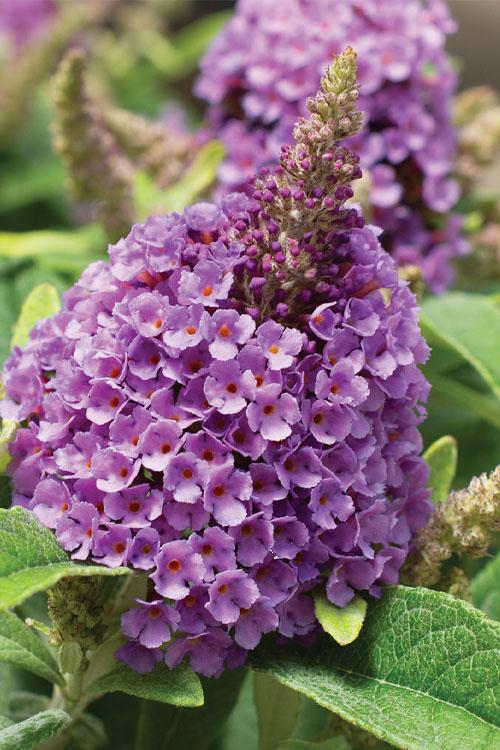 Buddleia Davidii 'dapper Lavender' - View 22 from www redcrocus com