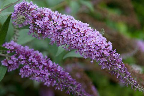 Buddleia Davidii 'dapper Lavender' - View 23 from www redcrocus com