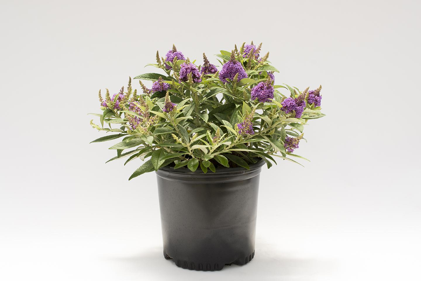 Buddleia Davidii 'dapper Lavender' - View 25 from www redcrocus com