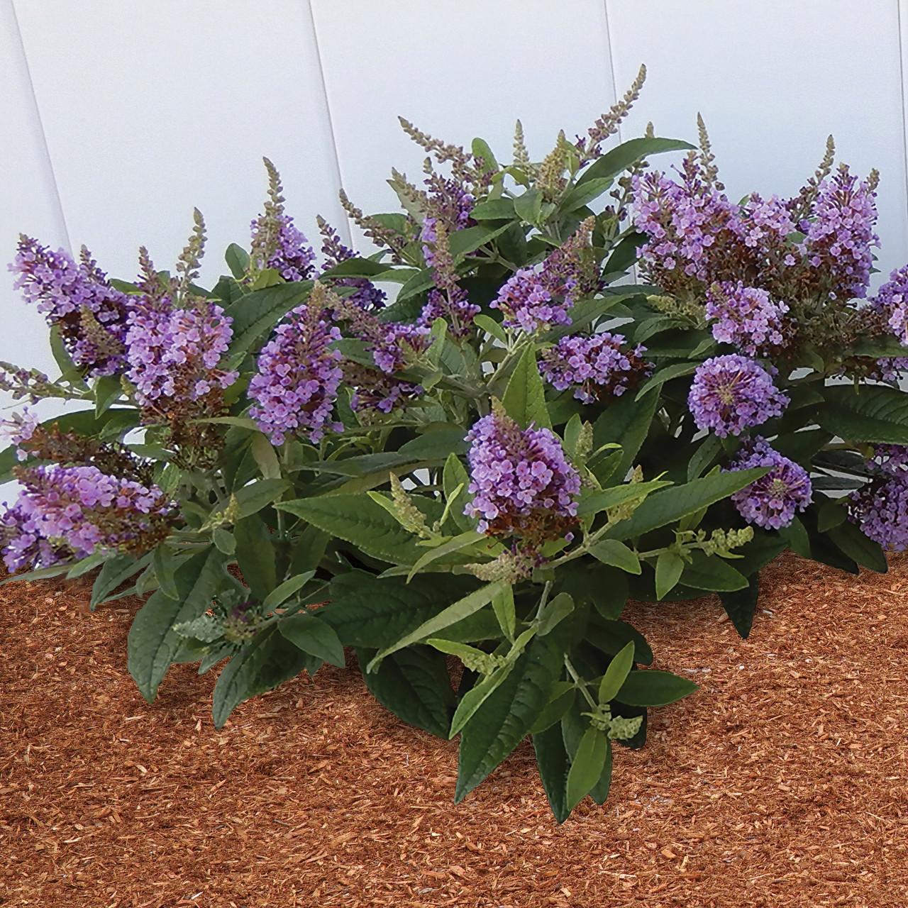Buddleia Davidii 'dapper Lavender' - View 27 from www redcrocus com