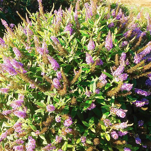 Buddleia Davidii 'dapper Lavender' - View 29 from www redcrocus com
