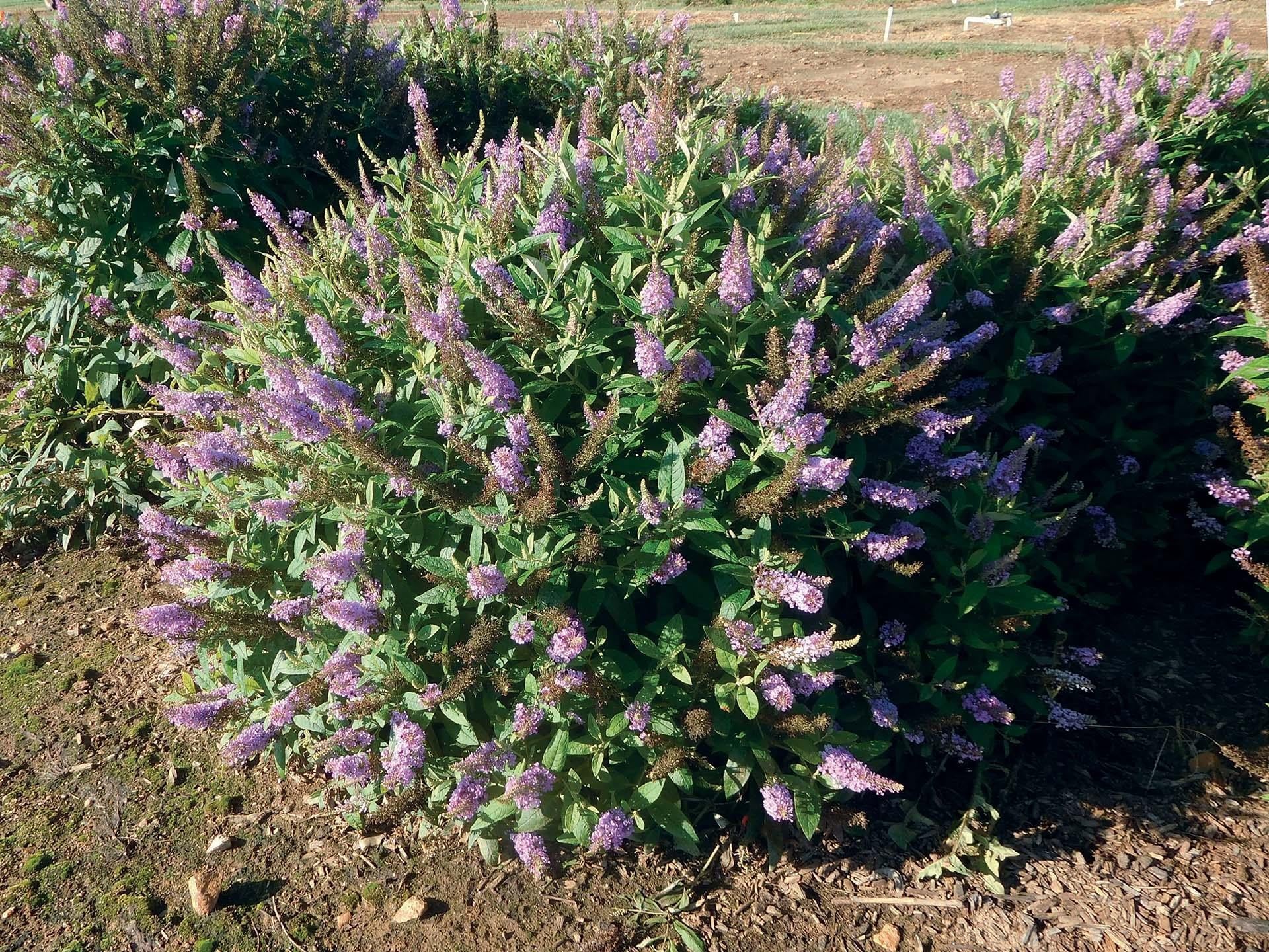 Buddleia Davidii 'dapper Lavender' - View 2 from www redcrocus com