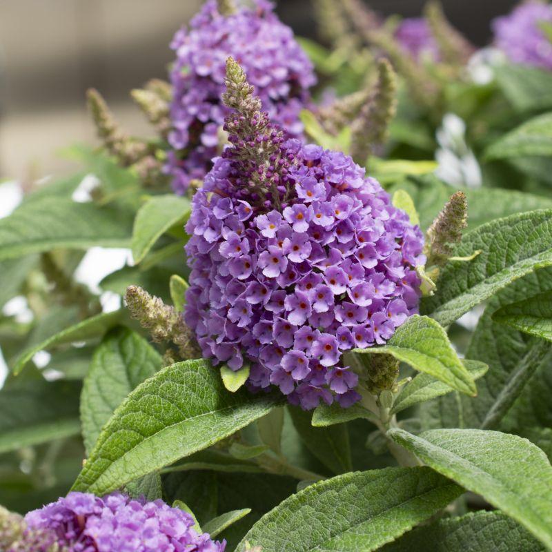 Buddleia Davidii 'dapper Lavender' - View 30 from www redcrocus com