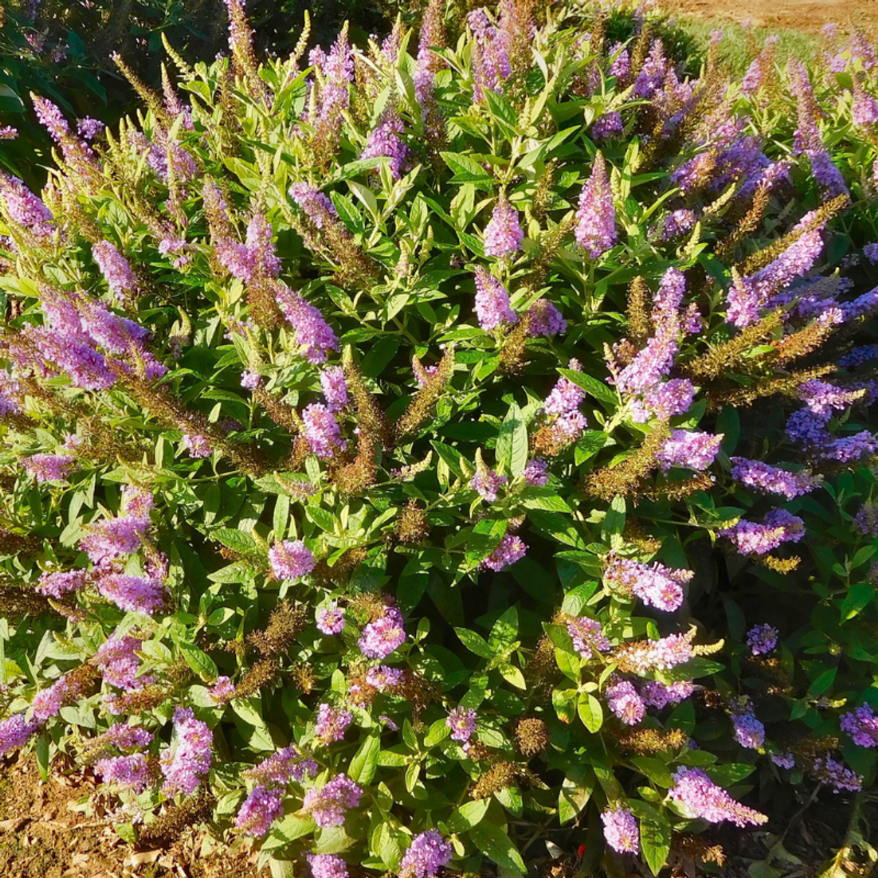 Buddleia Davidii 'dapper Lavender' - View 31 from www redcrocus com