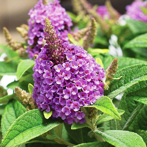 Buddleia Davidii 'dapper Lavender' - View 33 from www redcrocus com