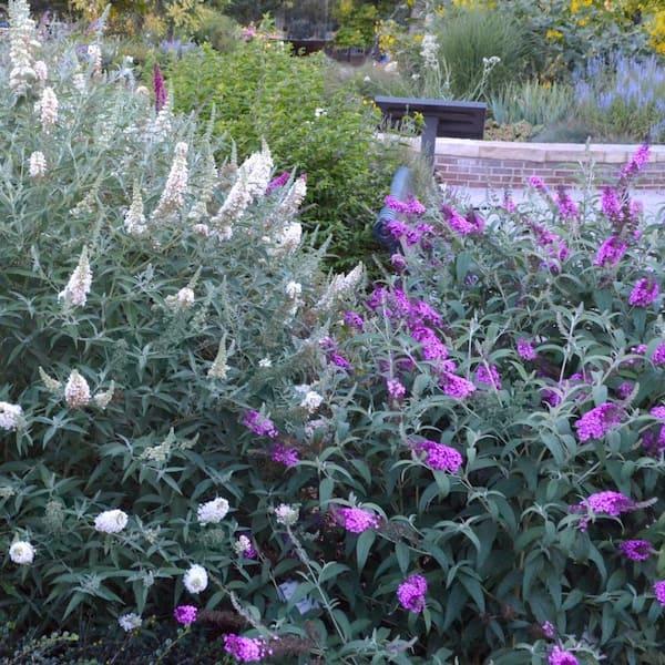 Buddleia Davidii 'dapper Lavender' - View 34 from www redcrocus com