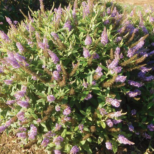 Buddleia Davidii 'dapper Lavender' - View 35 from www redcrocus com