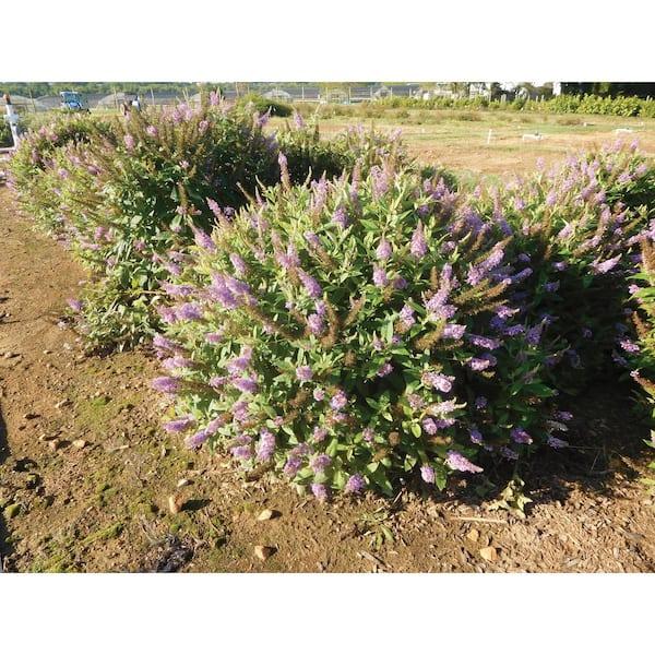 Buddleia Davidii 'dapper Lavender' - View 3 from www redcrocus com