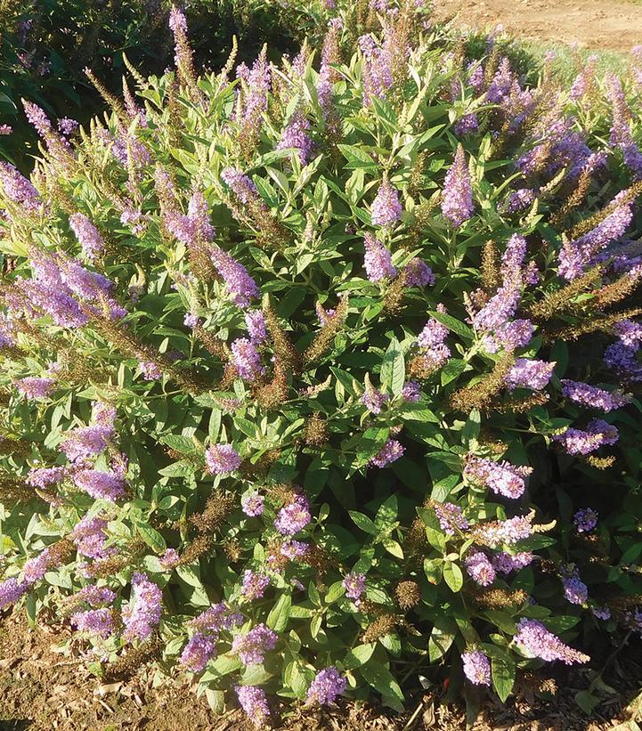 Buddleia Davidii 'dapper Lavender' - View 5 from www redcrocus com
