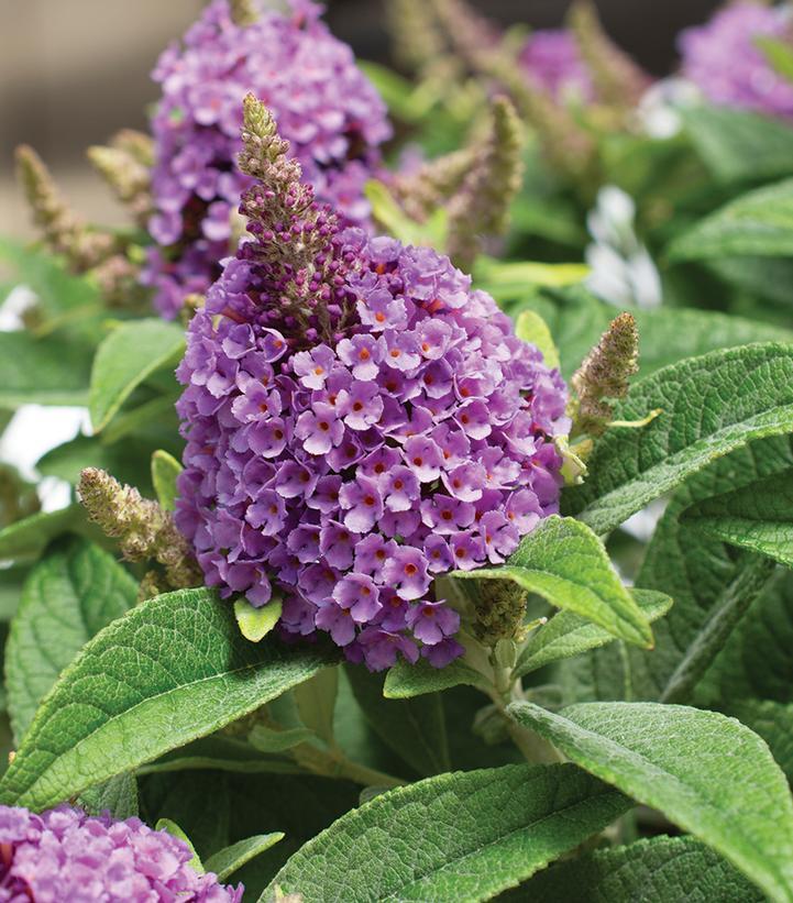 Buddleia Davidii 'dapper Lavender' - View 6 from www redcrocus com