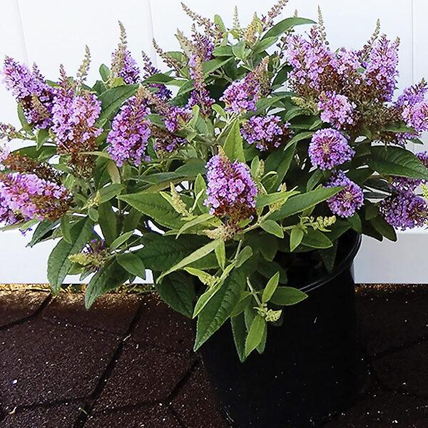 Buddleia Davidii 'dapper Lavender' - View 7 from www redcrocus com
