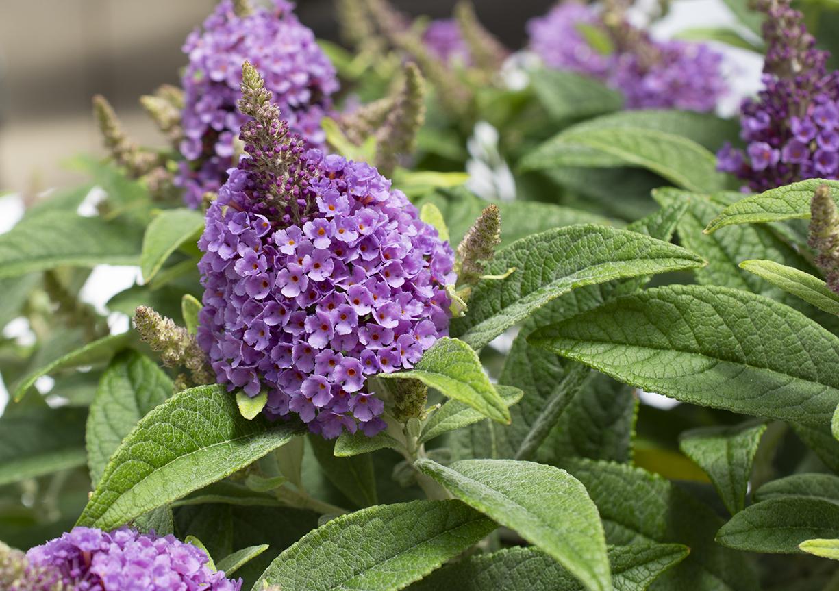 Buddleia Davidii 'dapper Lavender' - View 8 from www redcrocus com