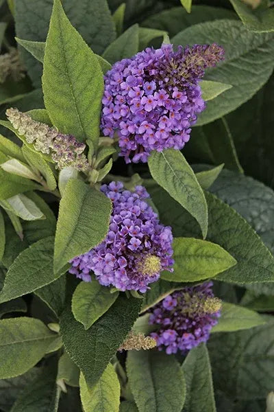 Buddleia Davidii 'dapper Lavender' - View 9 from www redcrocus com
