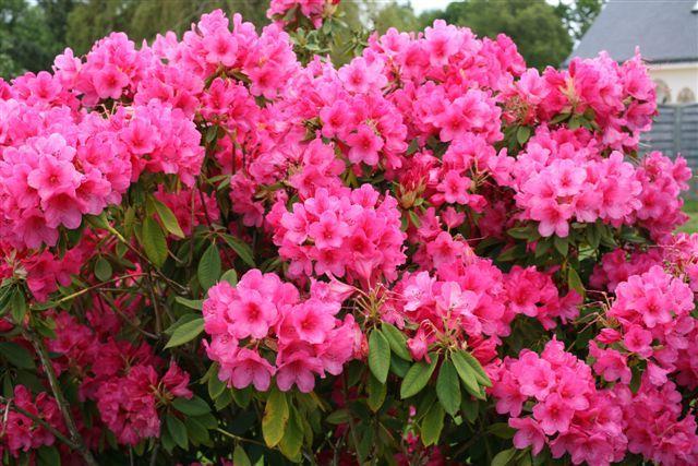 Rhododendron 'anna Rose Whitney' - View 10 from www redcrocus com