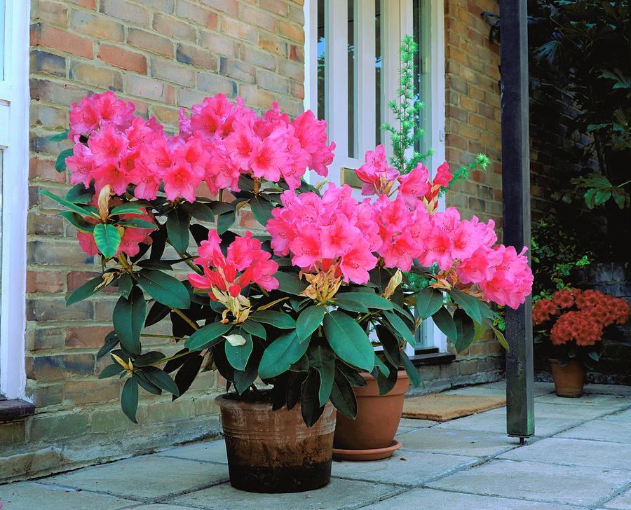 Rhododendron 'anna Rose Whitney' - View 11 from www redcrocus com
