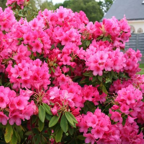 Rhododendron 'anna Rose Whitney' - View 16 from www redcrocus com
