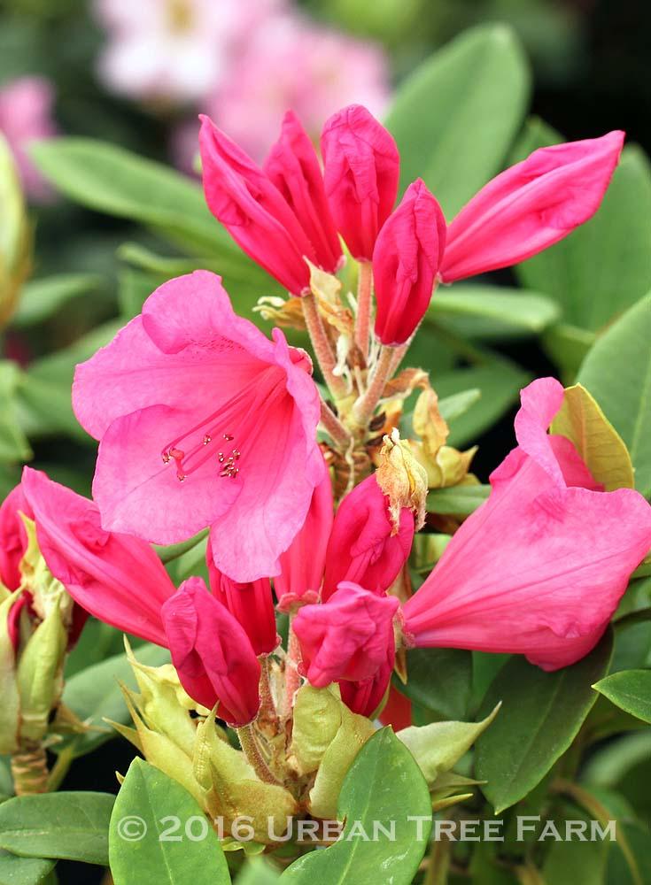 Rhododendron 'anna Rose Whitney' - View 17 from www redcrocus com