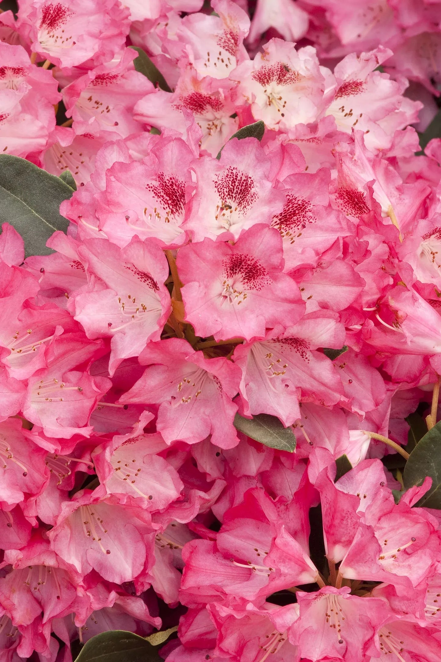 Rhododendron 'anna Rose Whitney' - View 19 from www redcrocus com