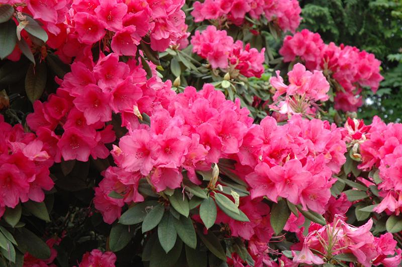 Rhododendron 'anna Rose Whitney' - View 1 from www redcrocus com