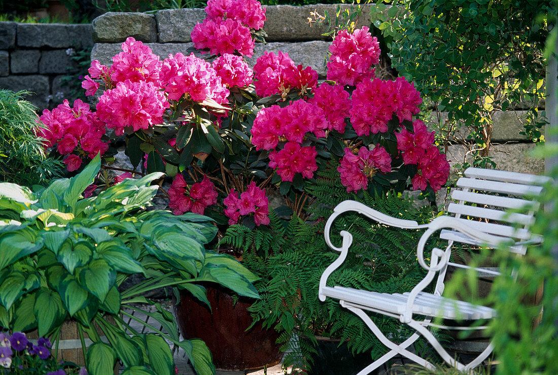Rhododendron 'anna Rose Whitney' - View 21 from www redcrocus com