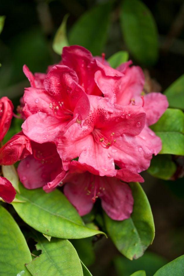 Rhododendron 'anna Rose Whitney' - View 22 from www redcrocus com