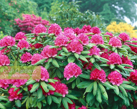 Rhododendron 'anna Rose Whitney' - View 23 from www redcrocus com