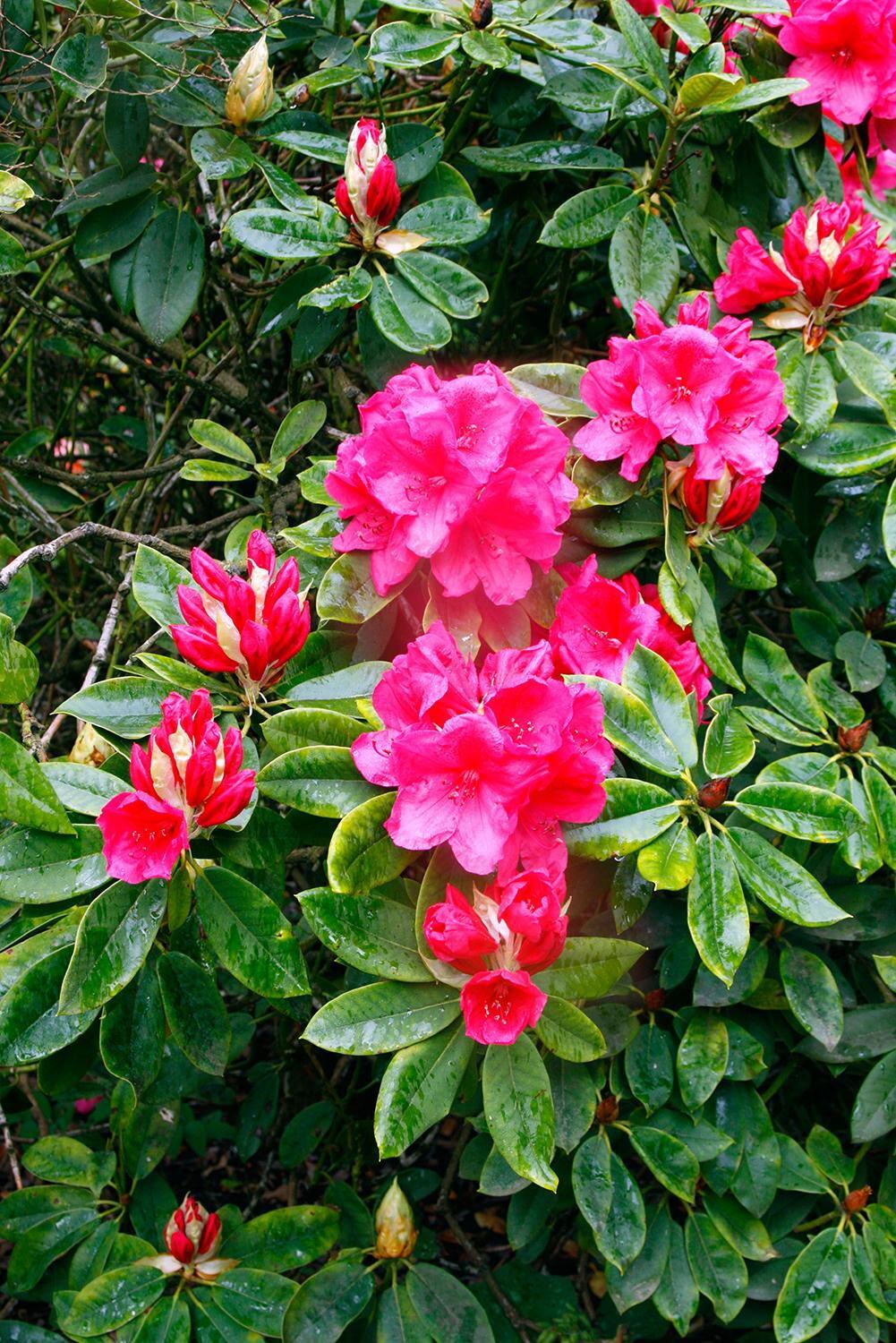 Rhododendron 'anna Rose Whitney' - View 25 from www redcrocus com