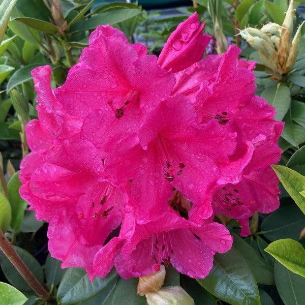 Rhododendron 'anna Rose Whitney' - View 27 from www redcrocus com